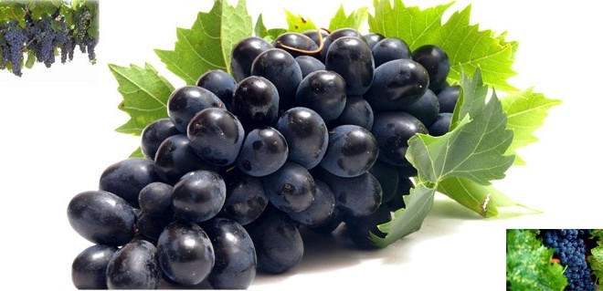 توصیه بهداشتی: برای رفع غم و غصه انگور سیاه یا شیره انگور سیاه مصرف نمایید
