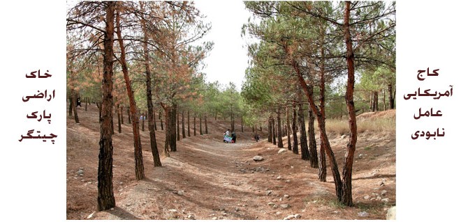 کاج آمریکایی عامل نابودی خاک اراضی پارک چیتگر