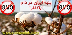 پنبه تراریخته