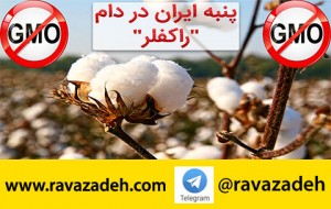 پنبه تراریخته