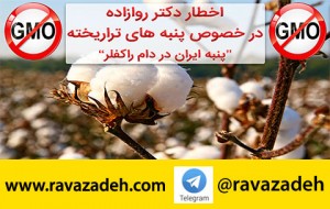 پنبه تراریخته