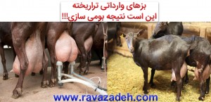 بز تراریخته