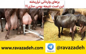 بز تراریخته