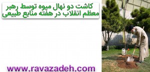 درختکاری