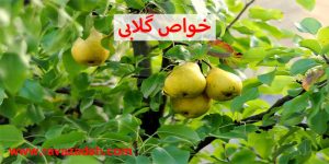 خواص گلابی