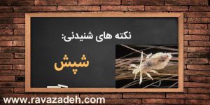 نکته های شنیدنی: شپش