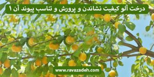 درخت آلو کیفیت نشاندن و پرورش و تناسب پیوند آن 1