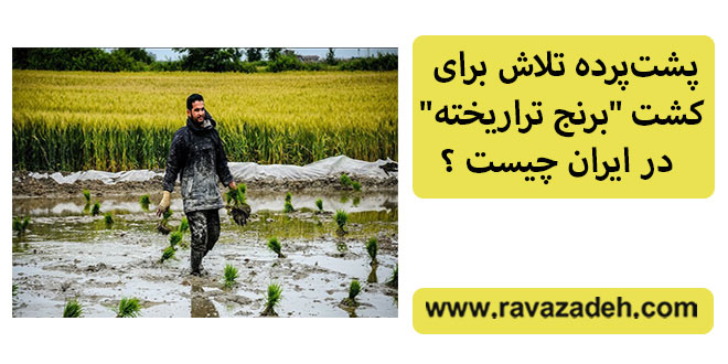 پشت‌پرده تلاش برای کشت "برنج تراریخته" در ایران چیست؟