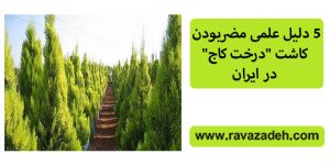 ۵ دلیل علمی مضربودن کاشت "درخت کاج" در ایران