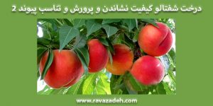 درخت شفتالو کیفیت نشاندن و پرورش و تناسب پیوند 2