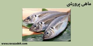 ماهی پرورشی