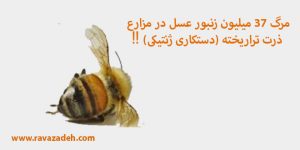 مرگ ۳۷ میلیون زنبور عسل در مزارع ذرت تراریخته (دستکاری ژنتیکی) ‼