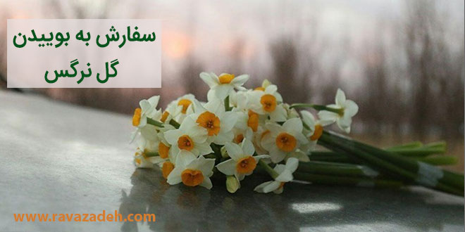 تصویر از سفارش به بوییدن گل نرگس