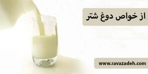 از خواص دوغ شتر