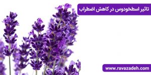 تاثیر اسطخودوس در کاهش اضطراب