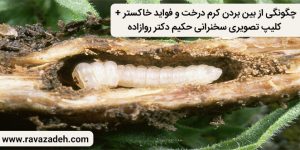 چگونگی از بین بردن کرم درخت و فواید خاکستر + کلیپ تصویری سخنرانی حکیم دکتر روازاده