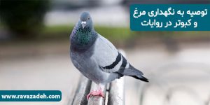 توصیه به نگهداری مرغ و کبوتر در روایات