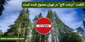 کاشت "درخت کاج" در تهران ممنوع شده است