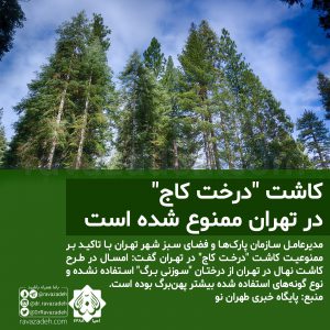 کاشت "درAخت کاج" در تهران ممنوع شده است