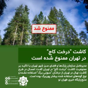 کاشت "درخت کاج" در تهران ممنوع شده است