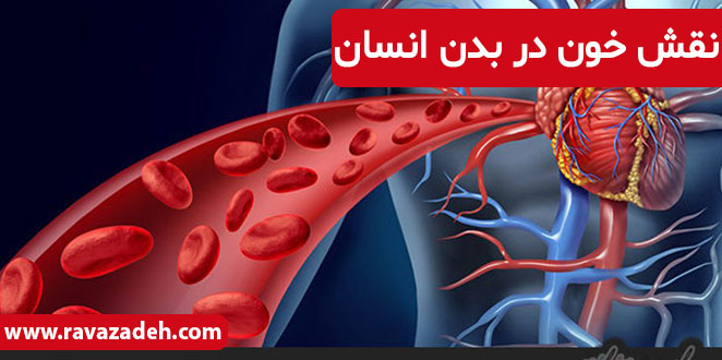 تصویر از نقش خون در بدن انسان