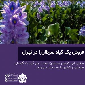 فروش یک گیاه سرطان‌زا در تهران
