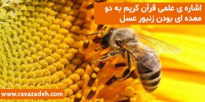 اشاره ی علمی قرآن کریم به دو معده ای بودن زنبور عسل