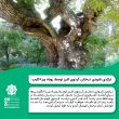 تصویر از تراژدی نابودی درختان گردوی البرز توسط روباه پیر+ کلیپ
