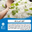 تصویر از باز هم درباره برنج: فرق دمی و پلو